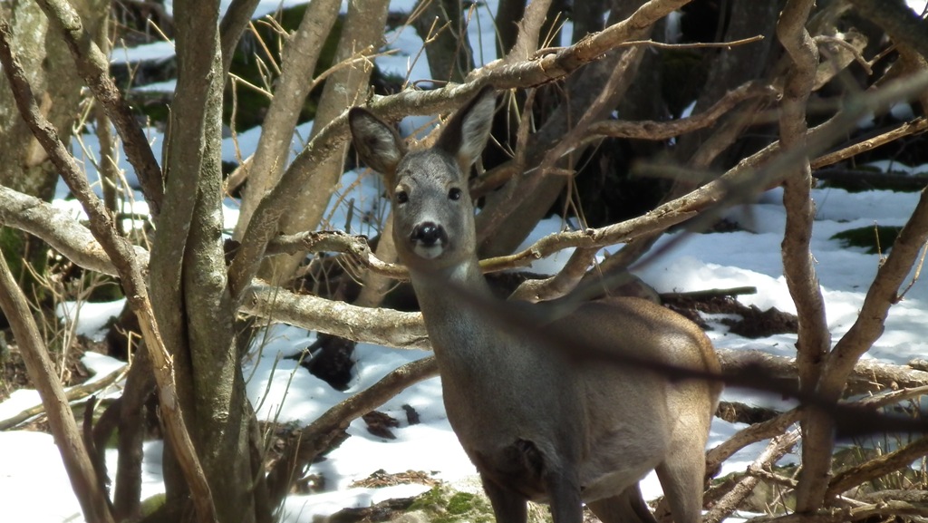 Caprioli nel bosco - Alpe Corte (BG)